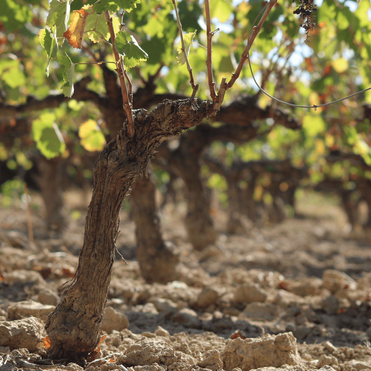 Grape vine | Drinks