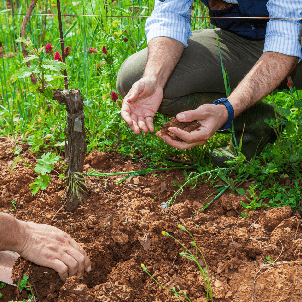 Terroir soil | DRINKS