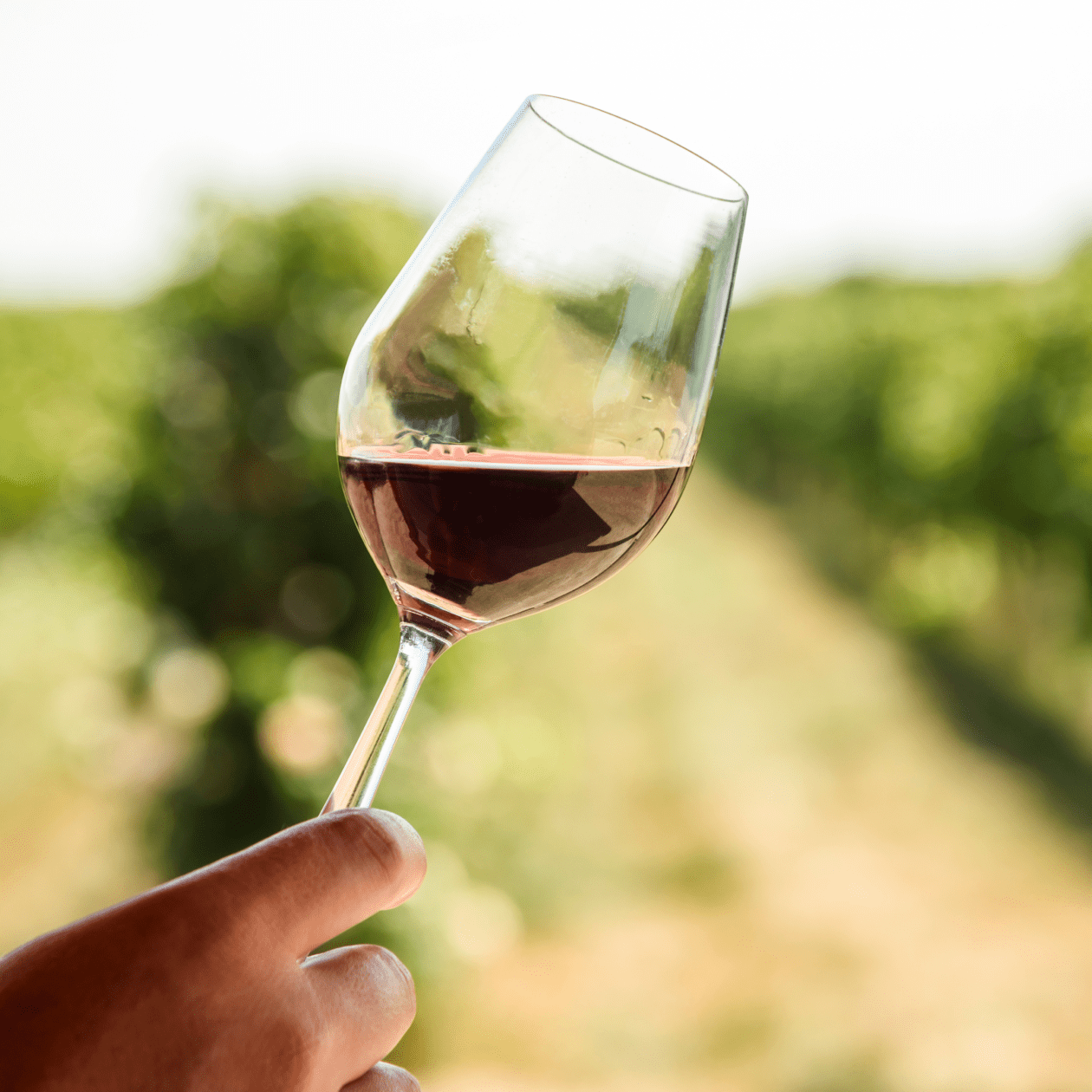 A glass of red wine | DRINKS