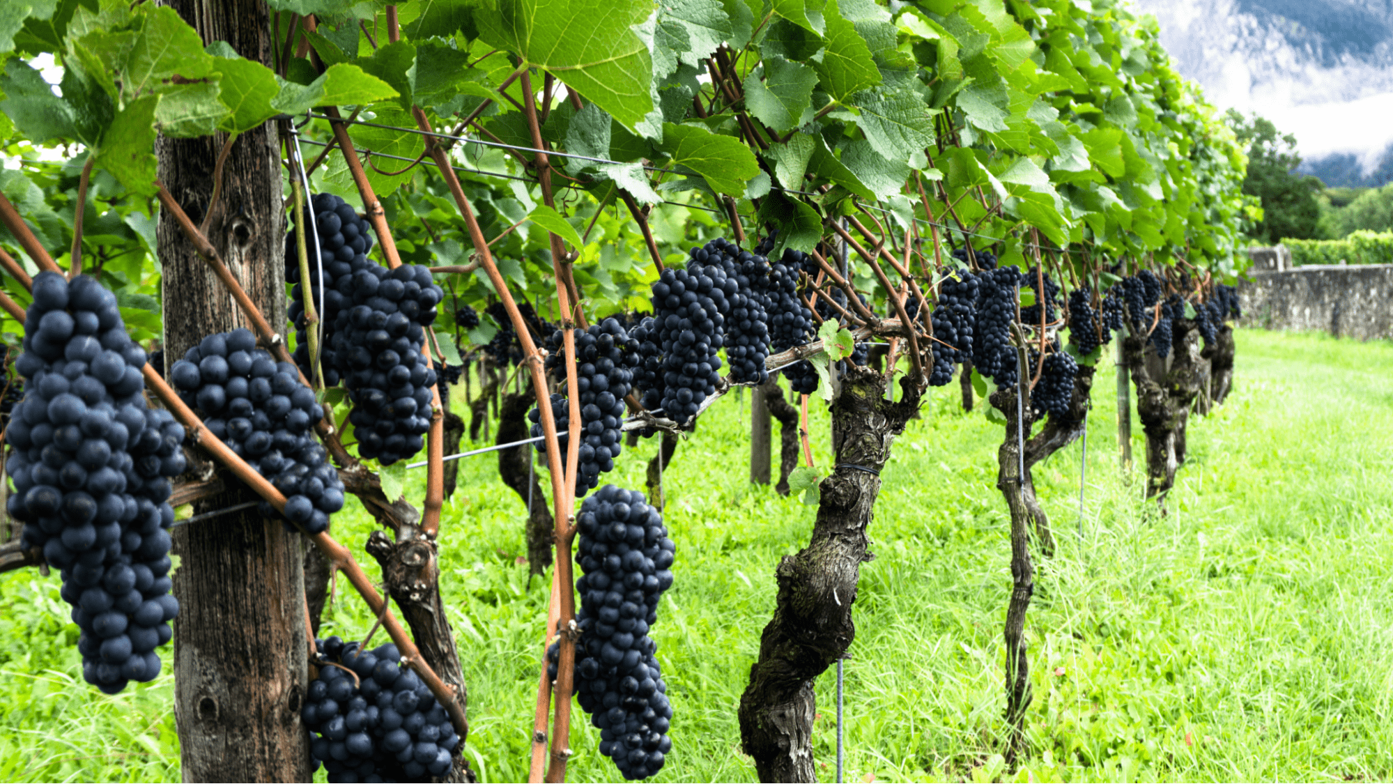 Wine grapes on a vine