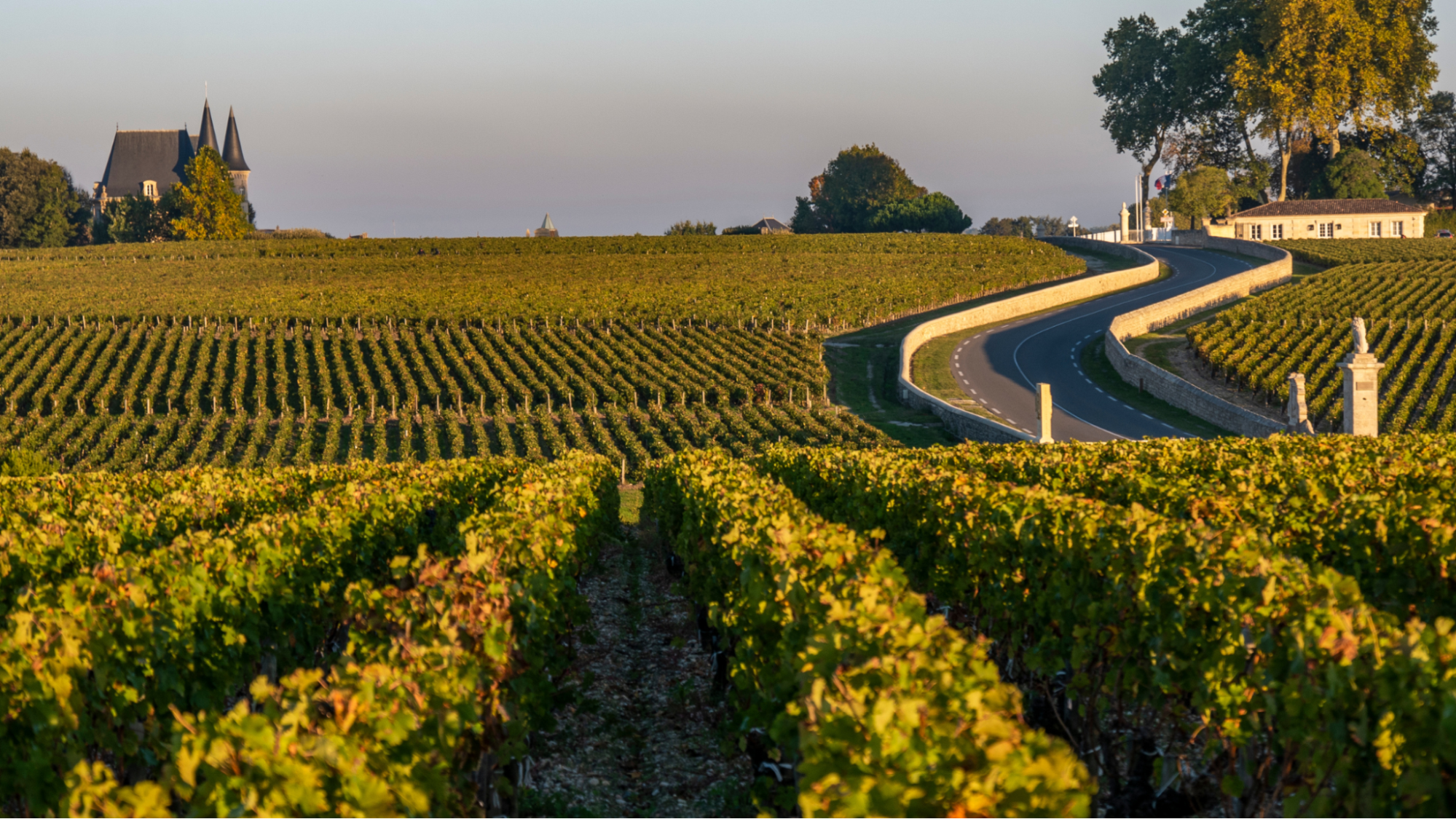 Field of wine grapes next to country road