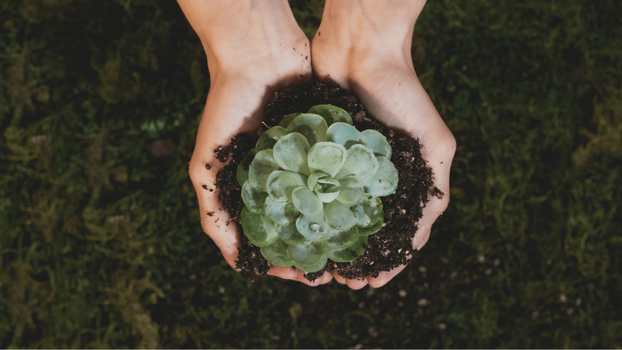 Hands holding plant and soil